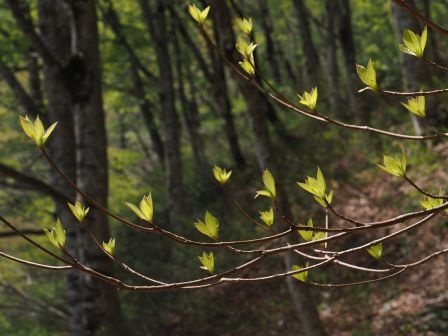 船通山新緑