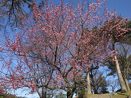 斐川公園の梅の花