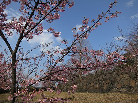 八束河津桜