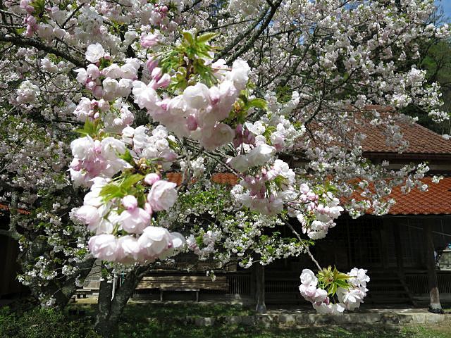 光明寺釣り鐘桜